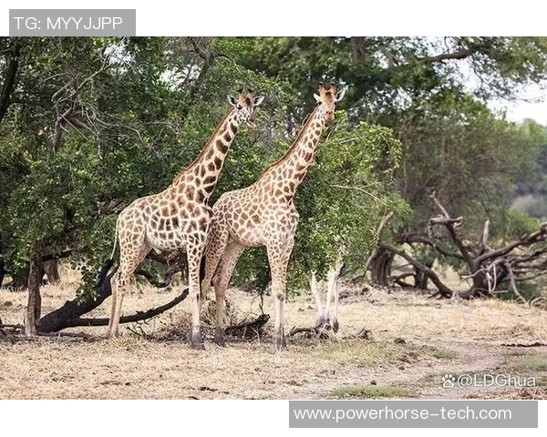 扎库亚尼 扎库亚尼