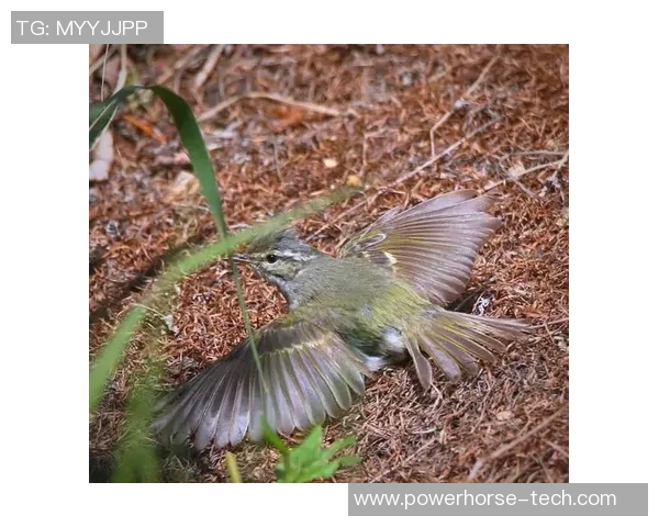 大阪钢吧与鸟类的奇妙对话探索自然与城市的和谐共生