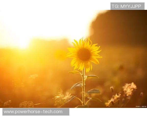 何思雨的心灵旅程：在困惑与希望中寻找自我与未来的光芒